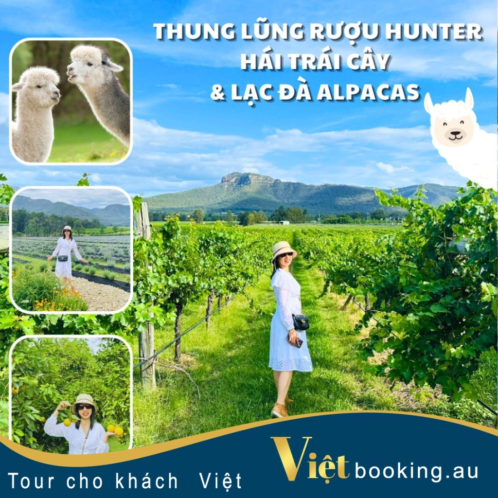 Thung lũng rượu Hunter - Hái trái cây & chơi cùng lạc đà Alpacas